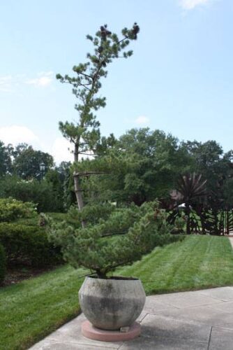 Containerized Trees and Shrubs